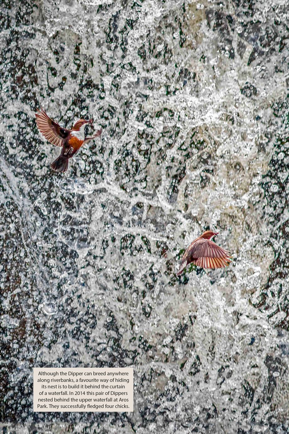 WILD MULL. A NATURAL HISTORY OF THE ISLAND AND ITS PEOPLE 5