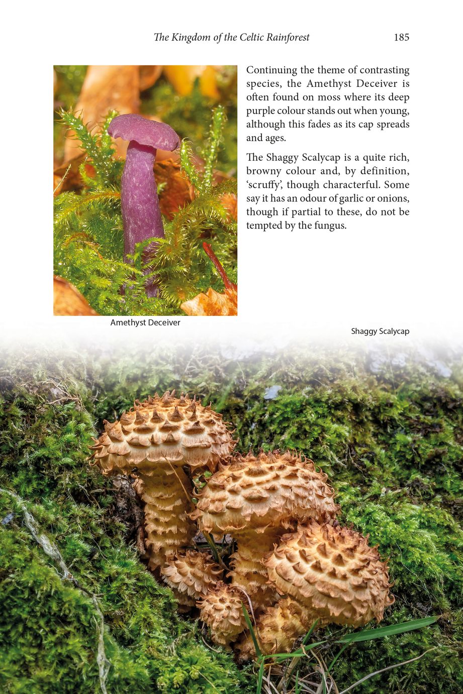 WILD MULL. A NATURAL HISTORY OF THE ISLAND AND ITS PEOPLE 6