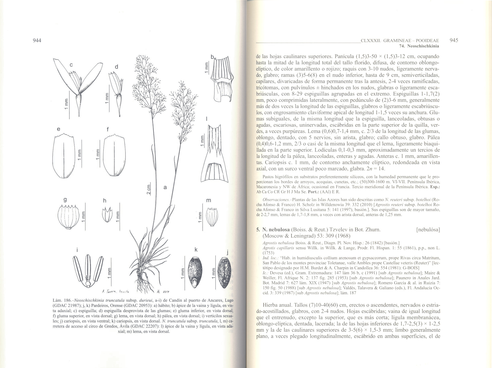 FLORA IBÉRICA. VOL. XIX GRAMINEAE (PARTIM 2) 2