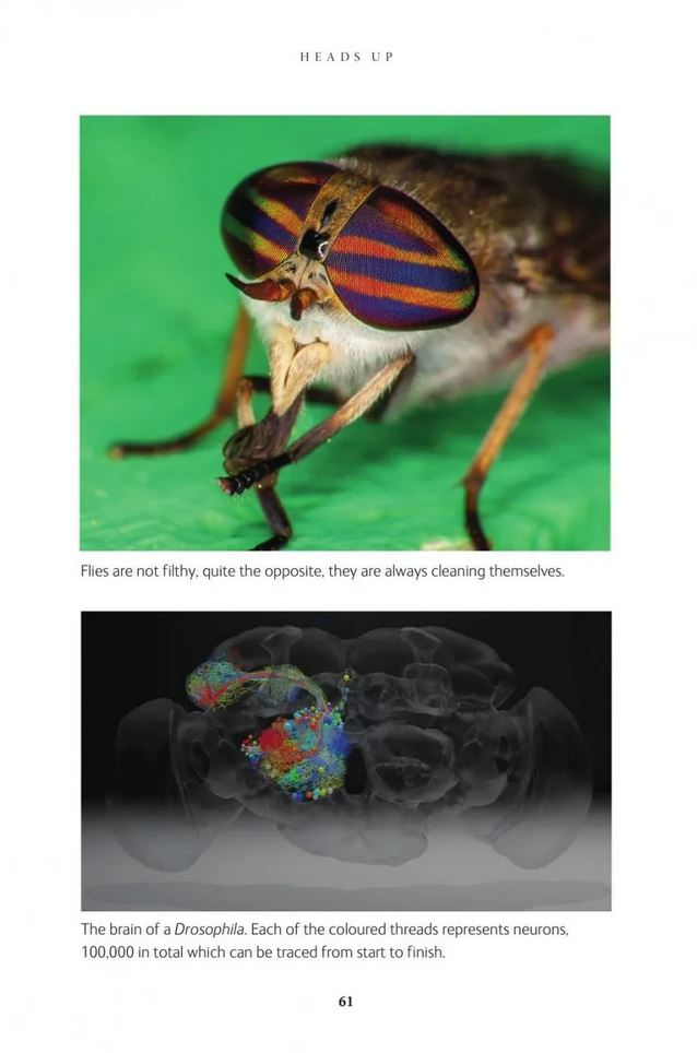 THE INSIDE OUT OF FLIES 3