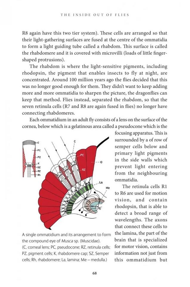 THE INSIDE OUT OF FLIES 4