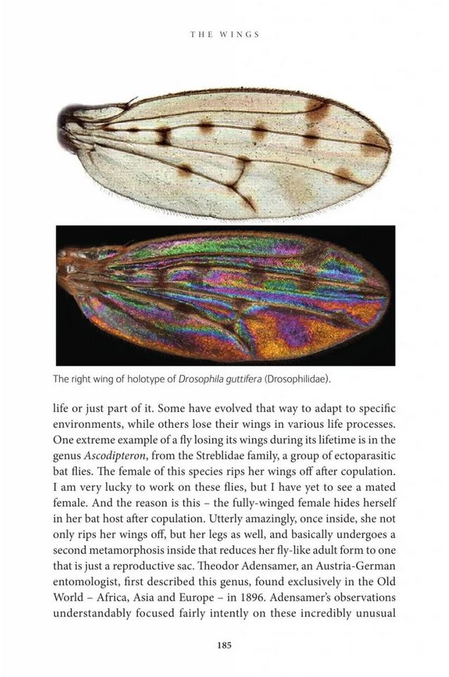 THE INSIDE OUT OF FLIES 5
