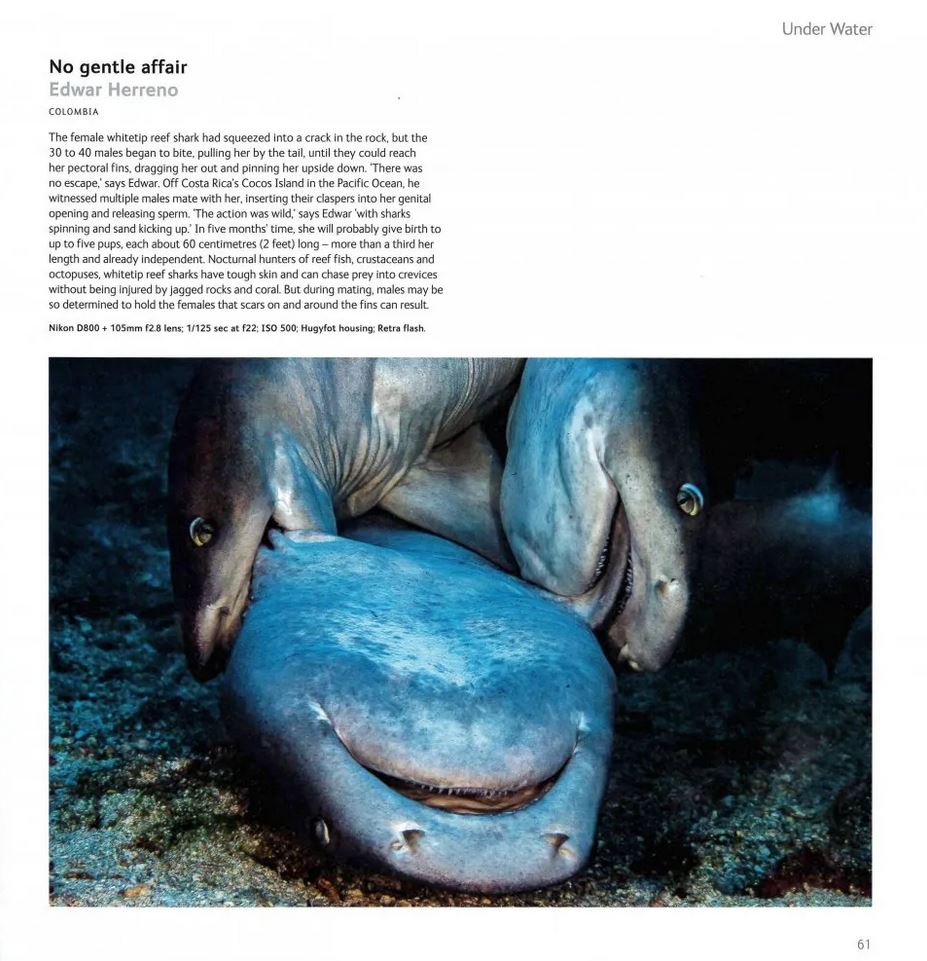 WILDLIFE PHOTOGRAPHER OF THE YEAR. PORTFOLIO 31 3