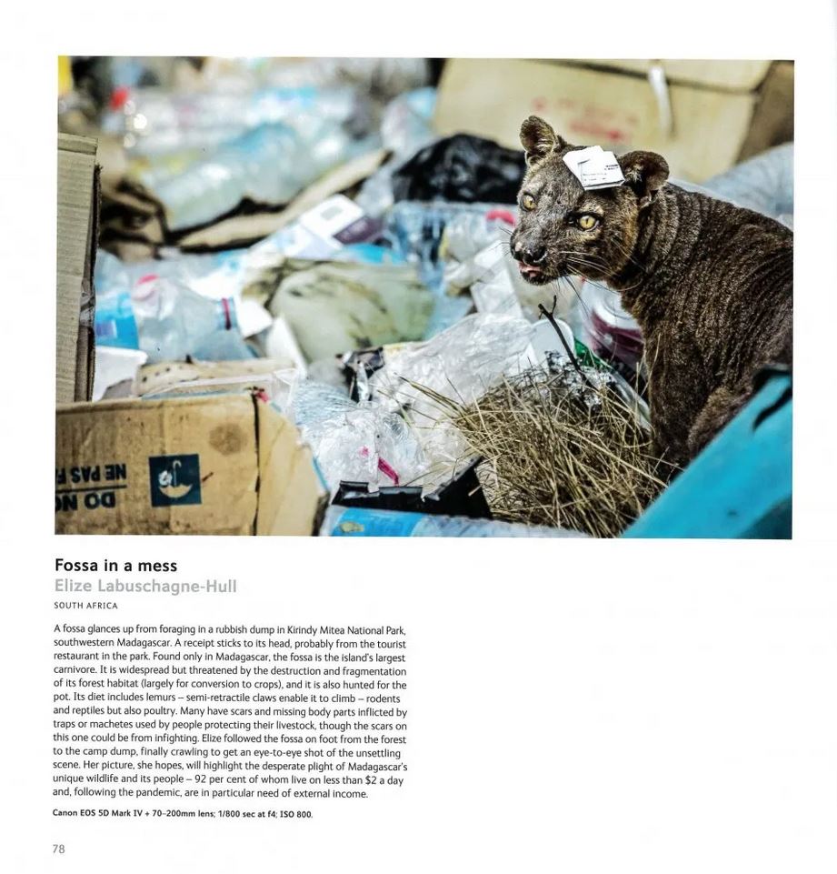 WILDLIFE PHOTOGRAPHER OF THE YEAR. PORTFOLIO 31 4