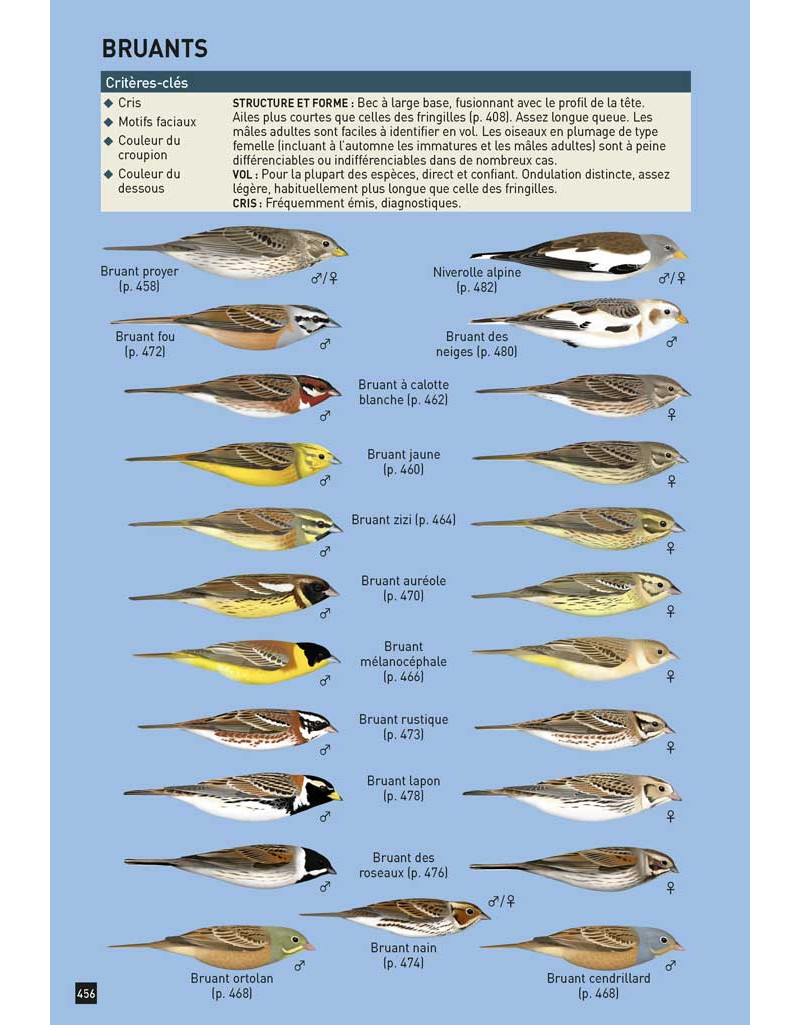 CAHIER D'IDENTIFICATION DES PASSEREAUX D'EUROPE EN VOL 3