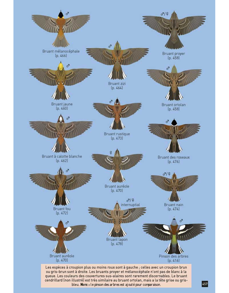 CAHIER D'IDENTIFICATION DES PASSEREAUX D'EUROPE EN VOL 4