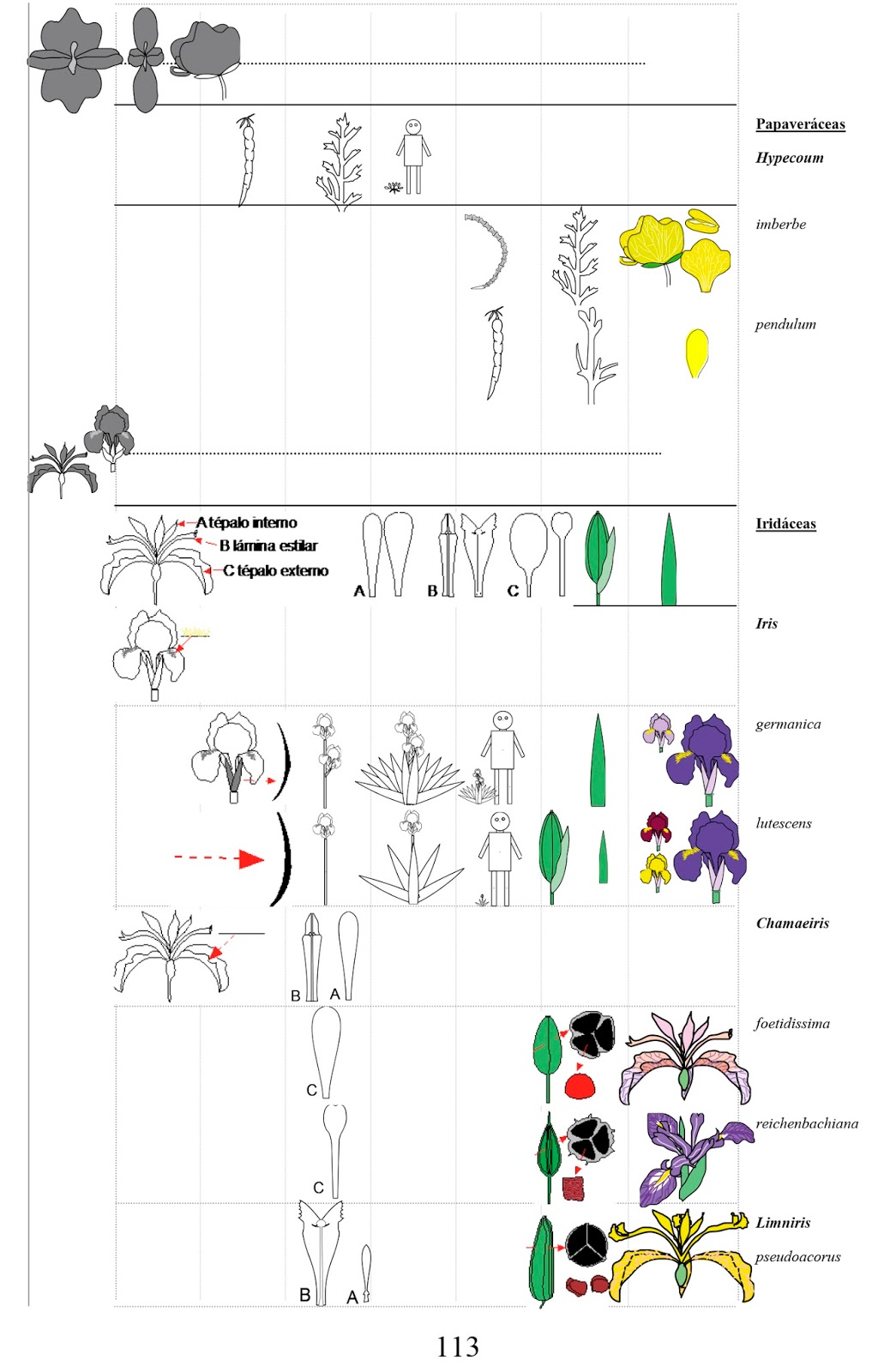 CLAVES ILUSTRADAS DE LAS FLORES DEL VALLE DEL EBRO 2