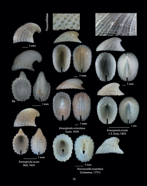 HELLENIC CONCHES 2