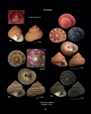 HELLENIC CONCHES 3
