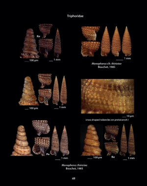 HELLENIC CONCHES 4