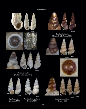 HELLENIC CONCHES 5