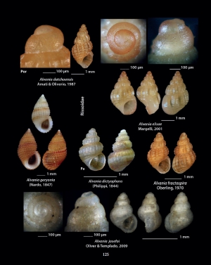 HELLENIC CONCHES 6