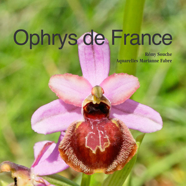 OPHRYS DE FRANCE, D'OCCITANIE, DE CATALOGNE ET DE CORSE