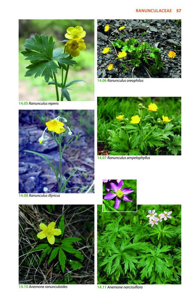 MOUNTAIN FLOWERS AND TREES OF CAUCASIA 3