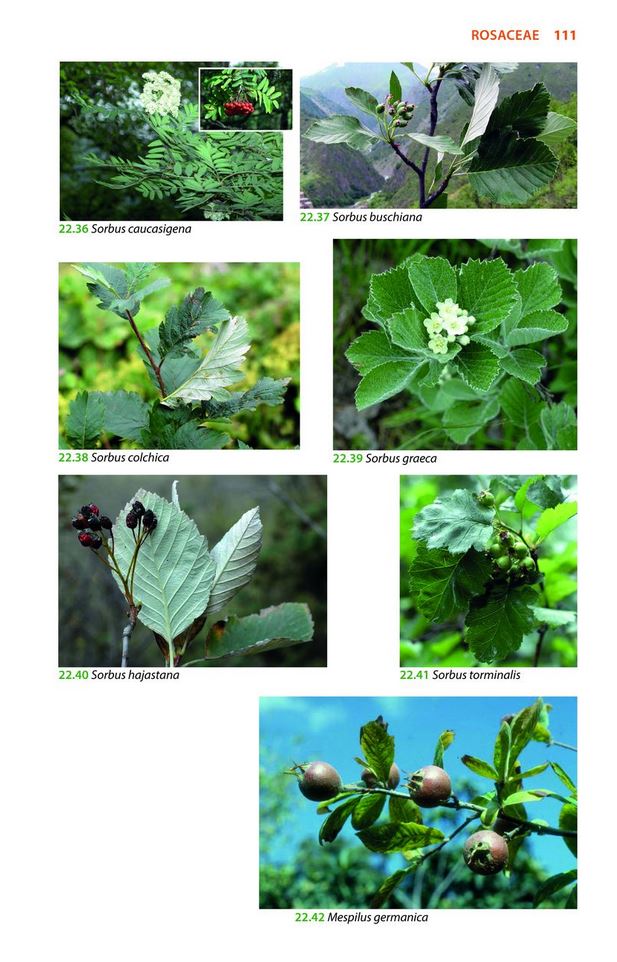 MOUNTAIN FLOWERS AND TREES OF CAUCASIA 5