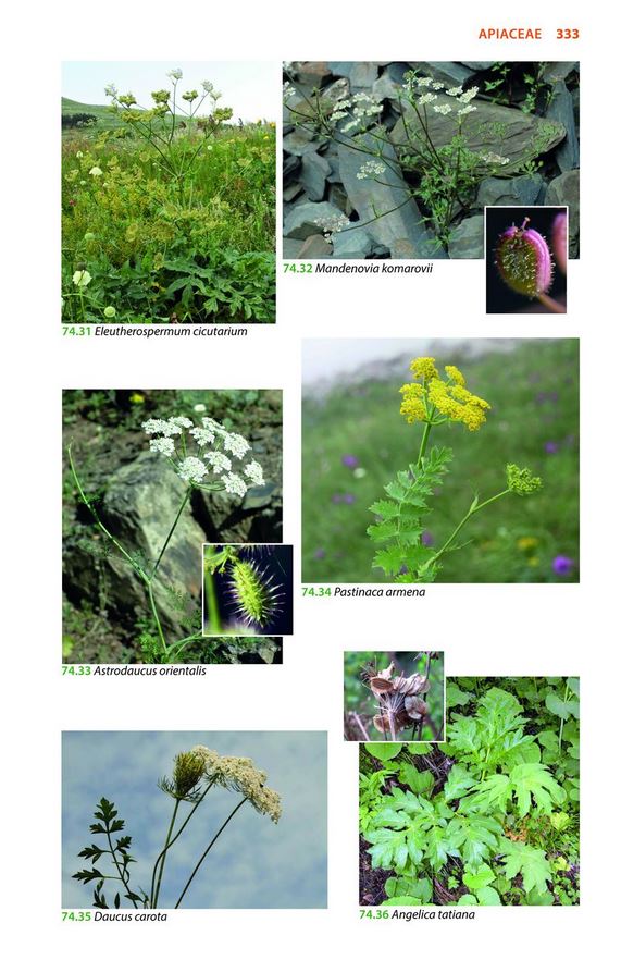 MOUNTAIN FLOWERS AND TREES OF CAUCASIA 7