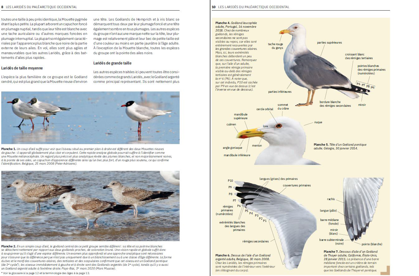 LES LARIDES DU PALEARTIQUE OCCIDENTAL. GUIDE D'IDENTIFICATION DES MOUTTES ET DES GOELANDS 2