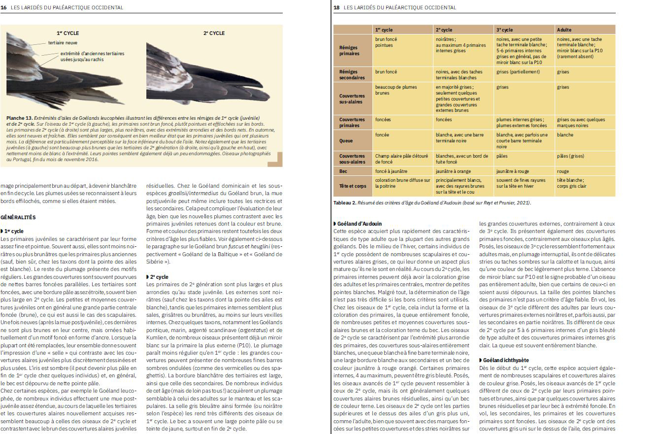 LES LARIDES DU PALEARTIQUE OCCIDENTAL. GUIDE D'IDENTIFICATION DES MOUTTES ET DES GOELANDS 4