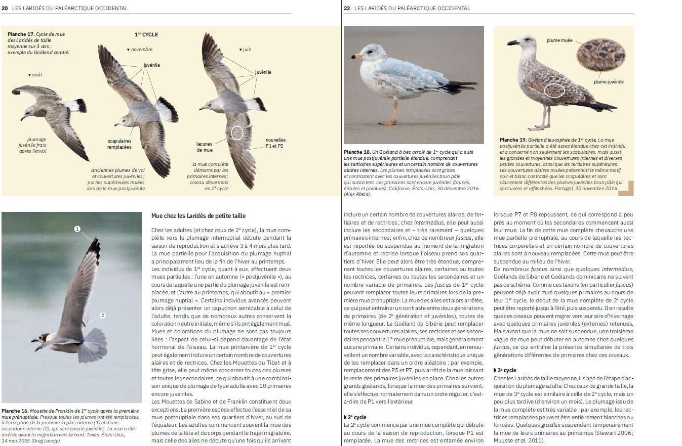LES LARIDES DU PALEARTIQUE OCCIDENTAL. GUIDE D'IDENTIFICATION DES MOUTTES ET DES GOELANDS 5