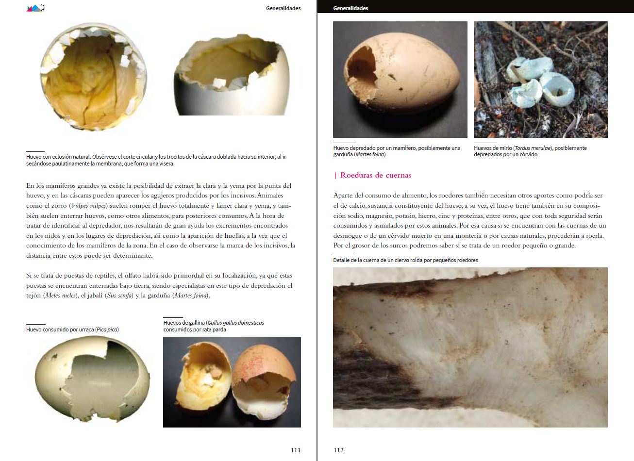 VIDA Y SEÑALES DE LOS MICROMAMÍFEROS IBÉRICOS 5