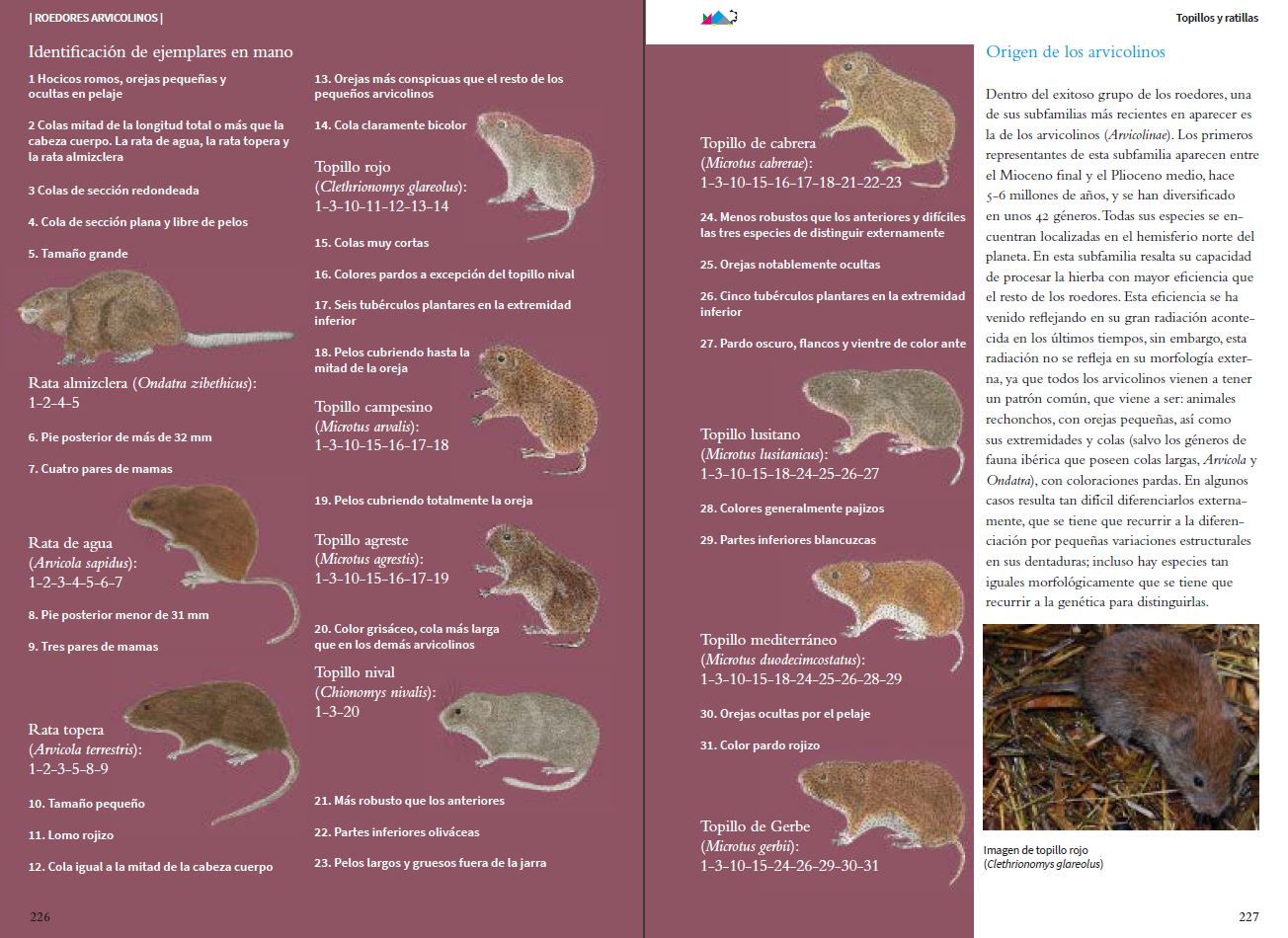 VIDA Y SEÑALES DE LOS MICROMAMÍFEROS IBÉRICOS 8