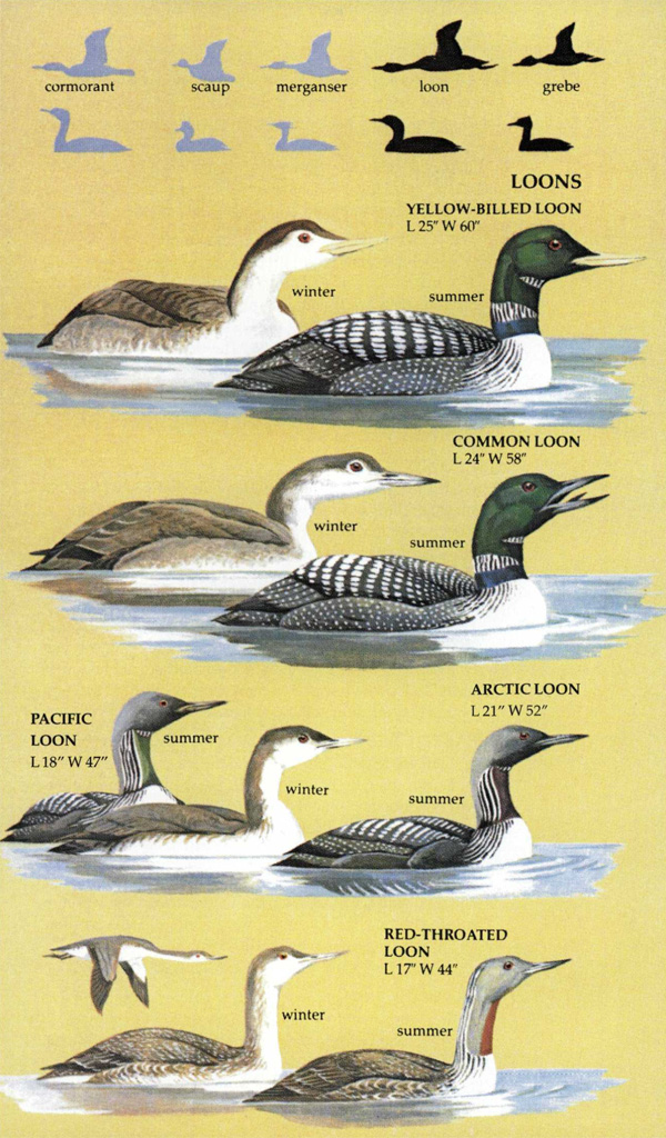 BIRDS OF NORTH AMERICA. A GUIDE TO FIELD IDENTIFICATION 2
