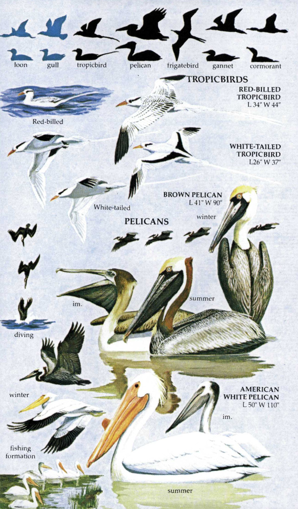 BIRDS OF NORTH AMERICA. A GUIDE TO FIELD IDENTIFICATION 3