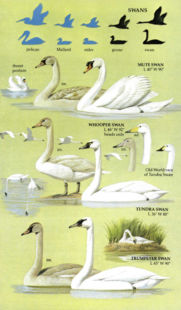 BIRDS OF NORTH AMERICA. A GUIDE TO FIELD IDENTIFICATION 4