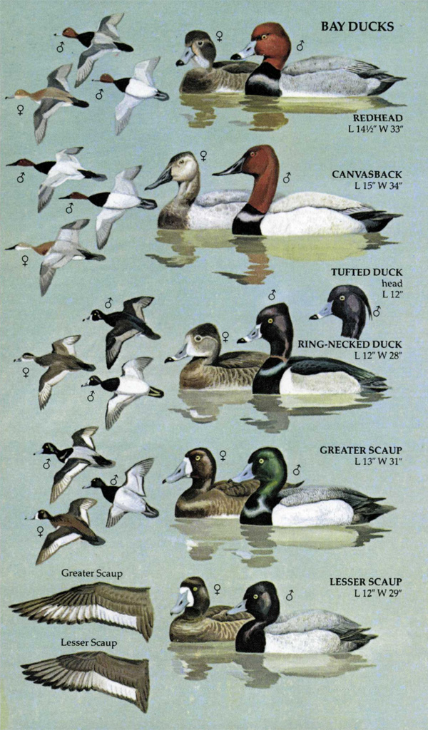 BIRDS OF NORTH AMERICA. A GUIDE TO FIELD IDENTIFICATION 5