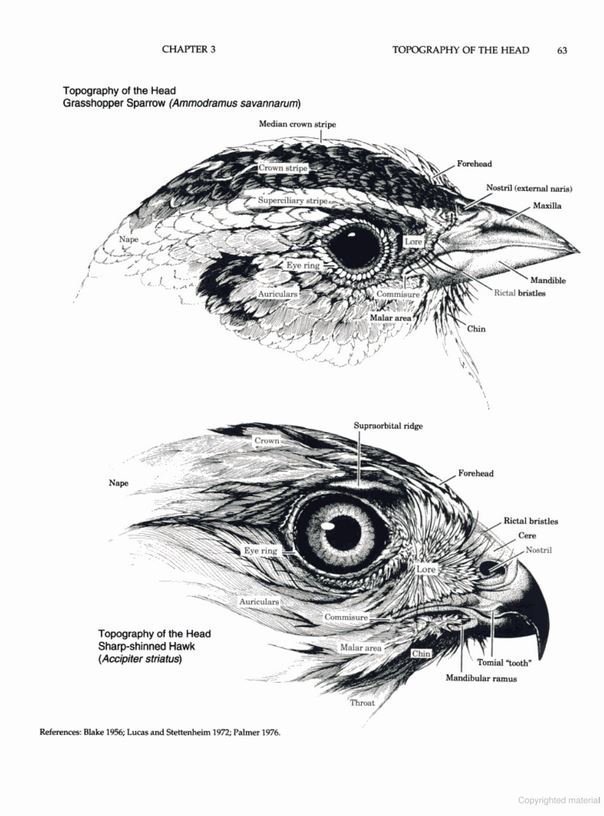MANUAL OF ORNITHOLOGY: AVIAN STRUCTURE AND FUNCTION 3