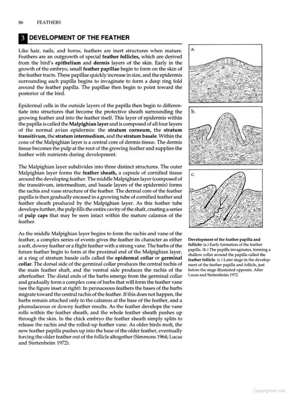 MANUAL OF ORNITHOLOGY: AVIAN STRUCTURE AND FUNCTION 4