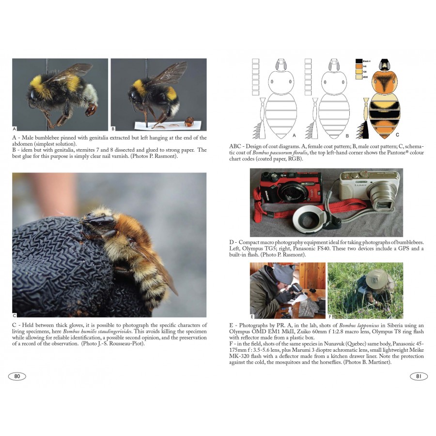 BUMBLEBEES OF EUROPE AND NEIGHBOURING REGIONS - HYMENOPTERA OF EUROPE 3 3