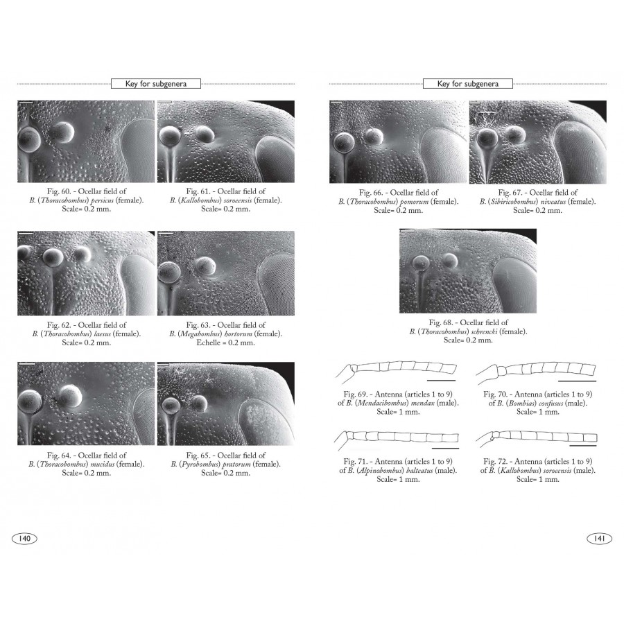 BUMBLEBEES OF EUROPE AND NEIGHBOURING REGIONS - HYMENOPTERA OF EUROPE 3 4