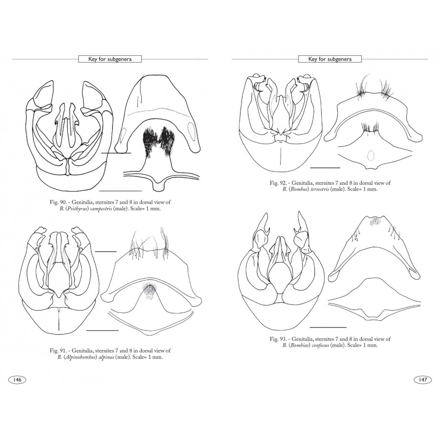 BUMBLEBEES OF EUROPE AND NEIGHBOURING REGIONS - HYMENOPTERA OF EUROPE 3 5