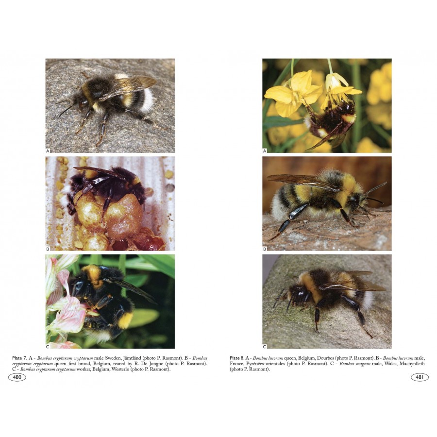 BUMBLEBEES OF EUROPE AND NEIGHBOURING REGIONS - HYMENOPTERA OF EUROPE 3 7