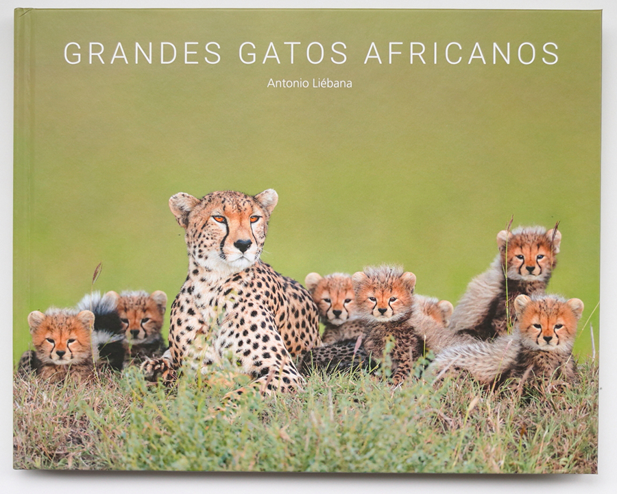 GRANDES GATOS AFRICANOS 1