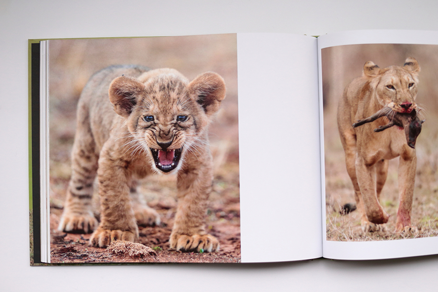 GRANDES GATOS AFRICANOS 3