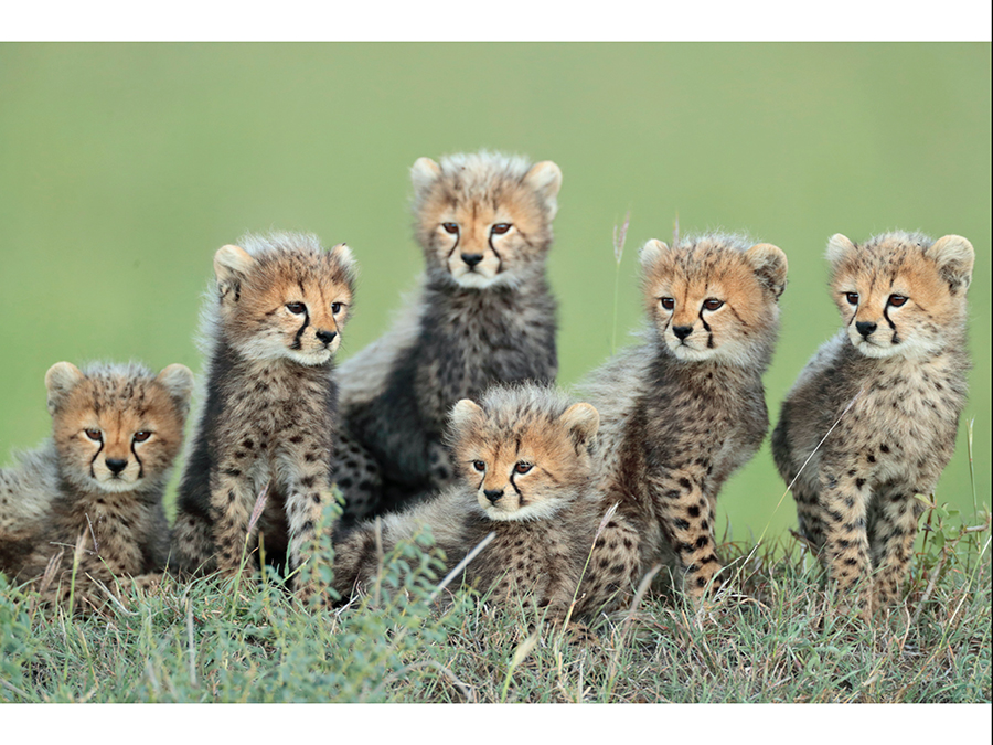 GRANDES GATOS AFRICANOS 5