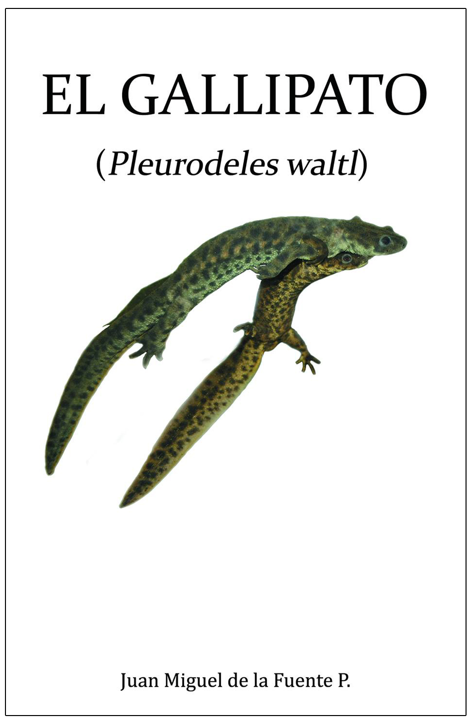 EL GALLIPATO (PLEURODELES WALTL) 1