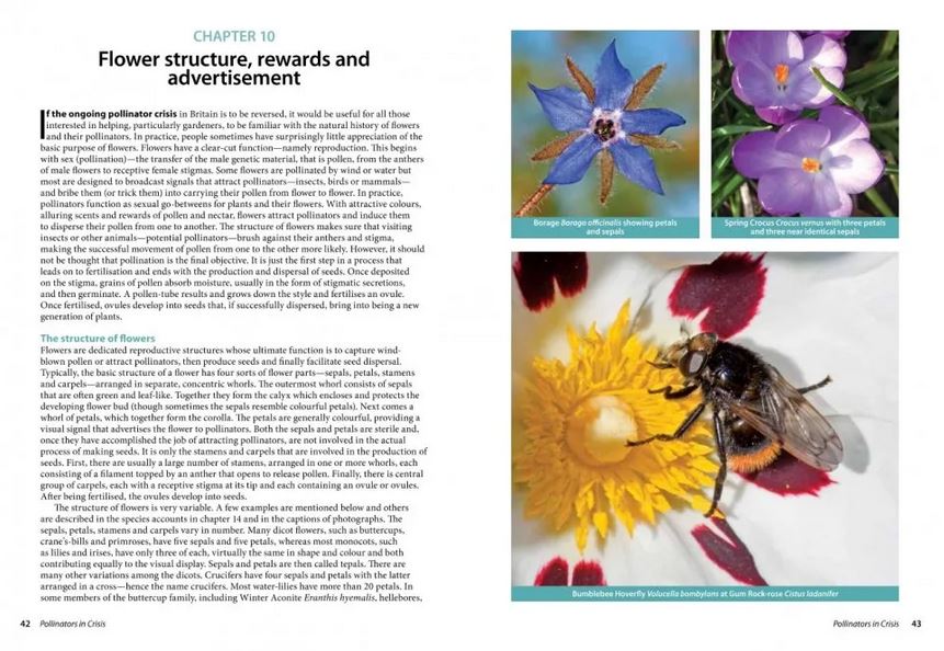 POLLINATORS IN CRISIS. HOW WE CAN ALL GIVE HIM A HELPING HAND 5