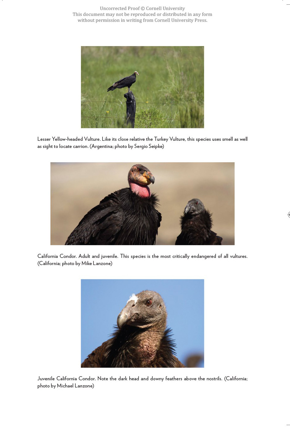 VULTURES OF THE WORLD 2