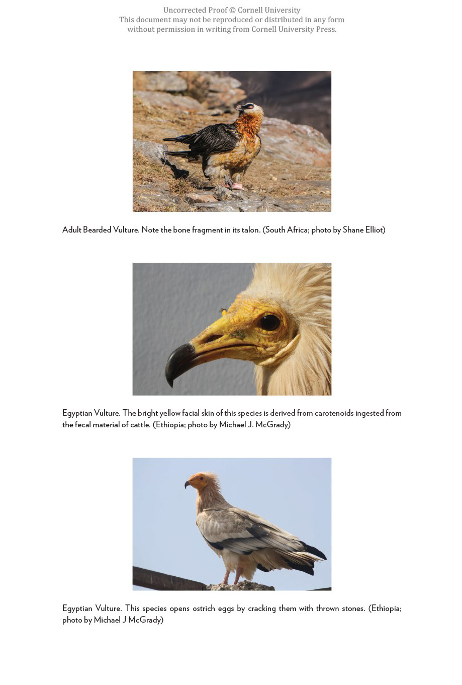 VULTURES OF THE WORLD 3