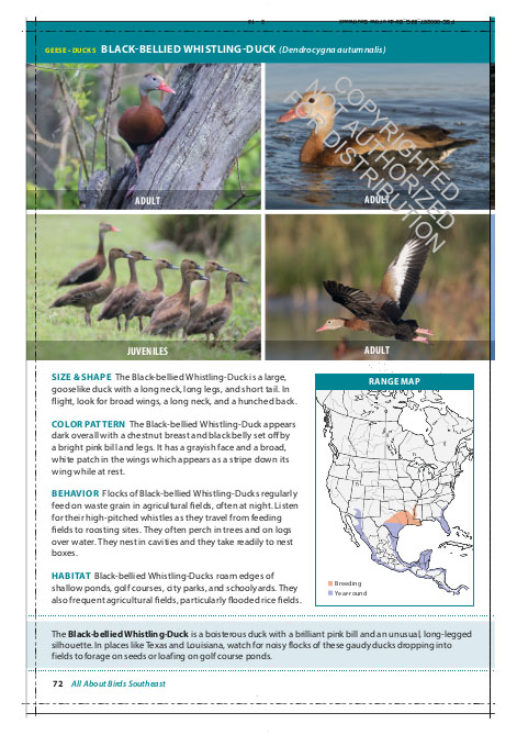 THE CORNELL LAB OF ORNITHOLOGY. REGIONAL FIELD GUIDE SERIES. ALL ABOUT BIRDS SOUTHEAST 2