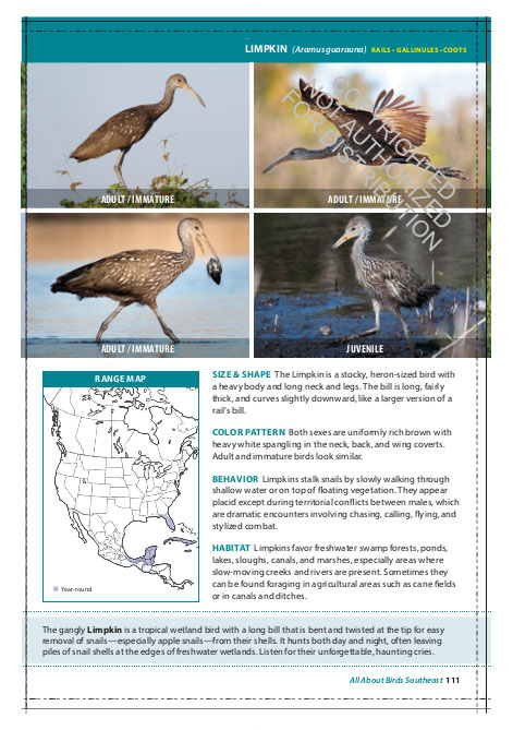 THE CORNELL LAB OF ORNITHOLOGY. REGIONAL FIELD GUIDE SERIES. ALL ABOUT BIRDS SOUTHEAST 3