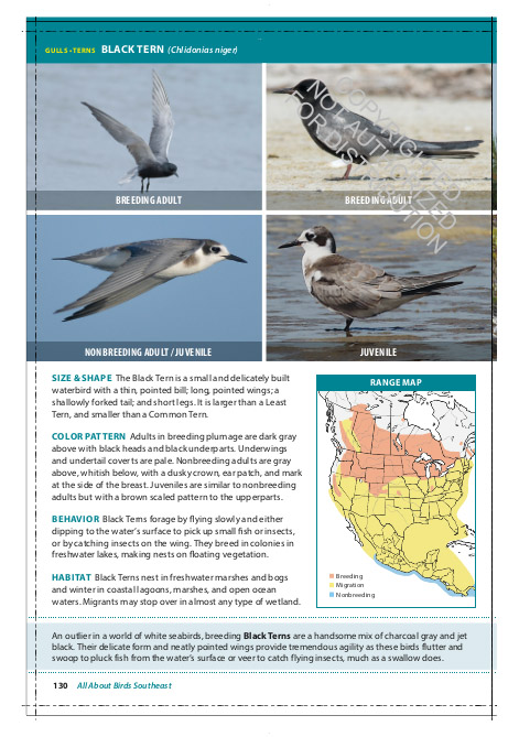THE CORNELL LAB OF ORNITHOLOGY. REGIONAL FIELD GUIDE SERIES. ALL ABOUT BIRDS SOUTHEAST 4