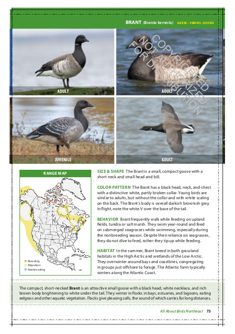 THE CORNELL LAB OF ORNITHOLOGY. REGIONAL FIELD GUIDE SERIES. ALL ABOUT BIRDS NORTHEAST: NORTHEAST US AND CANADA 3
