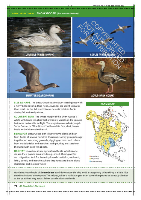 THE CORNELL LAB OF ORNITHOLOGY. REGIONAL FIELD GUIDE SERIES. ALL ABOUT BIRDS NORTHEAST: NORTHEAST US AND CANADA 4