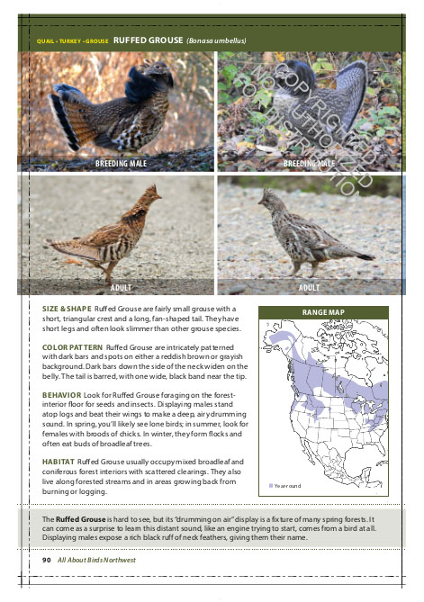 THE CORNELL LAB OF ORNITHOLOGY. REGIONAL FIELD GUIDE SERIES. ALL ABOUT BIRDS NORTHWEST: NORTHWEST US AND CANADA 2