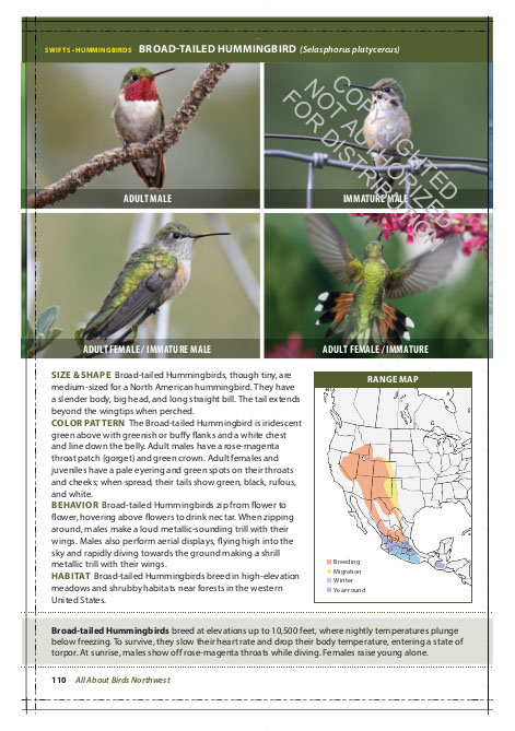 THE CORNELL LAB OF ORNITHOLOGY. REGIONAL FIELD GUIDE SERIES. ALL ABOUT BIRDS NORTHWEST: NORTHWEST US AND CANADA 4