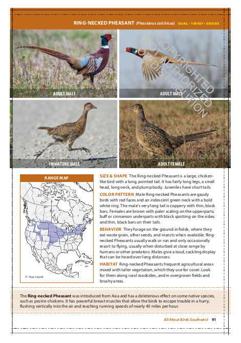 THE CORNELL LAB OF ORNITHOLOGY. REGIONAL FIELD GUIDE SERIES. ALL ABOUT BIRDS SOUTHWEST 2